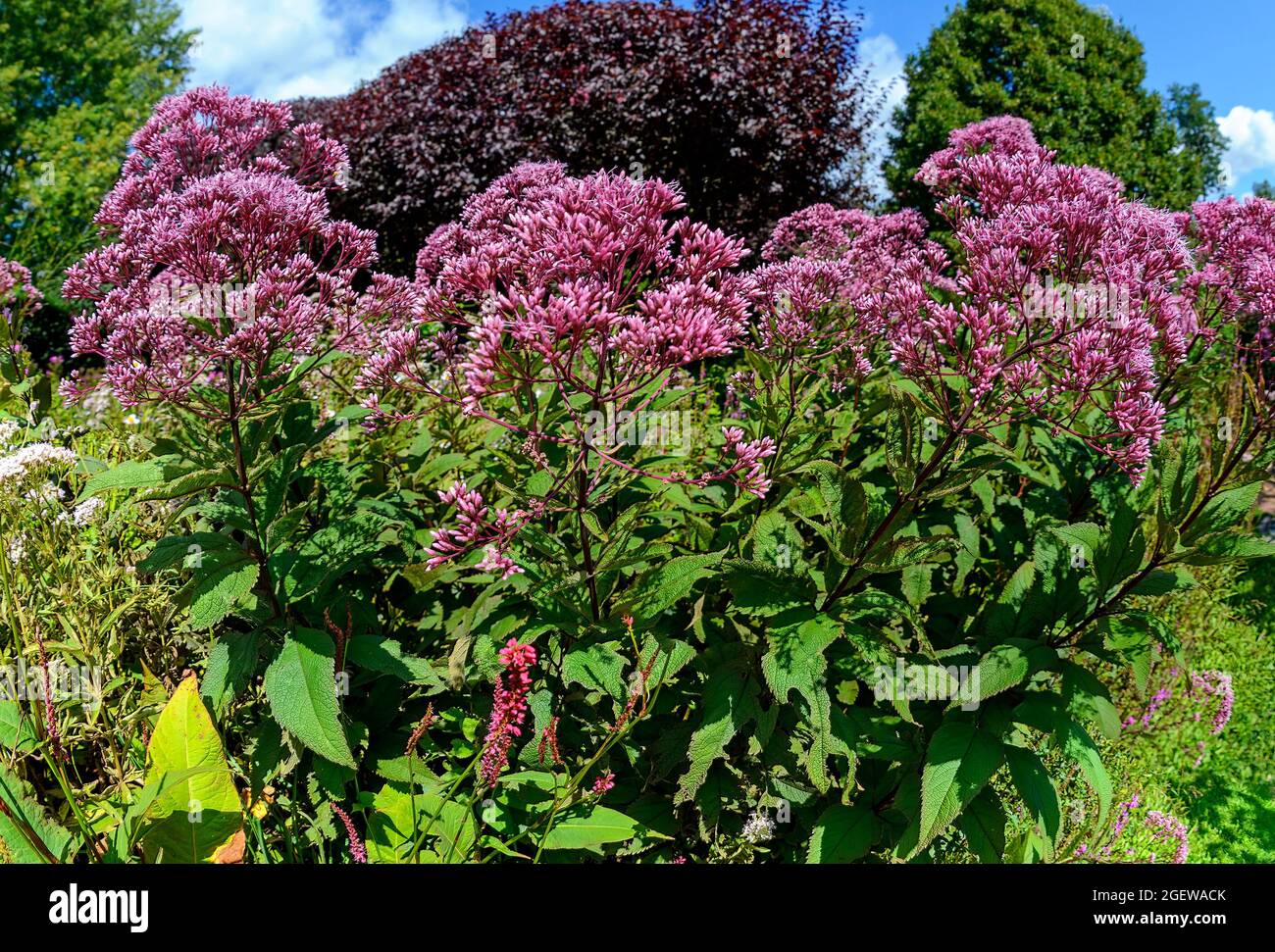 blossom of the plant purple Joe-Pye weed at sunshine Stock Photo