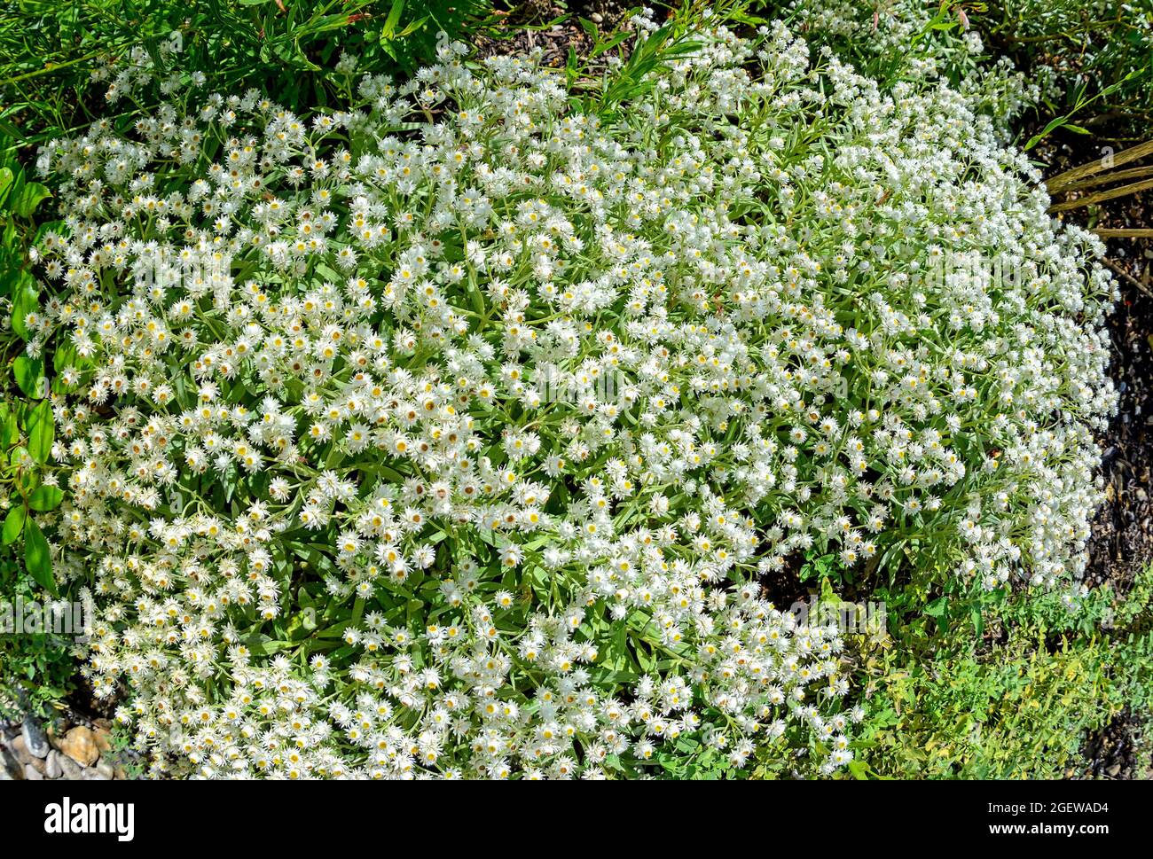 Anaphalis, white herbaceous and woody flowering small forb at sunshine Stock Photo