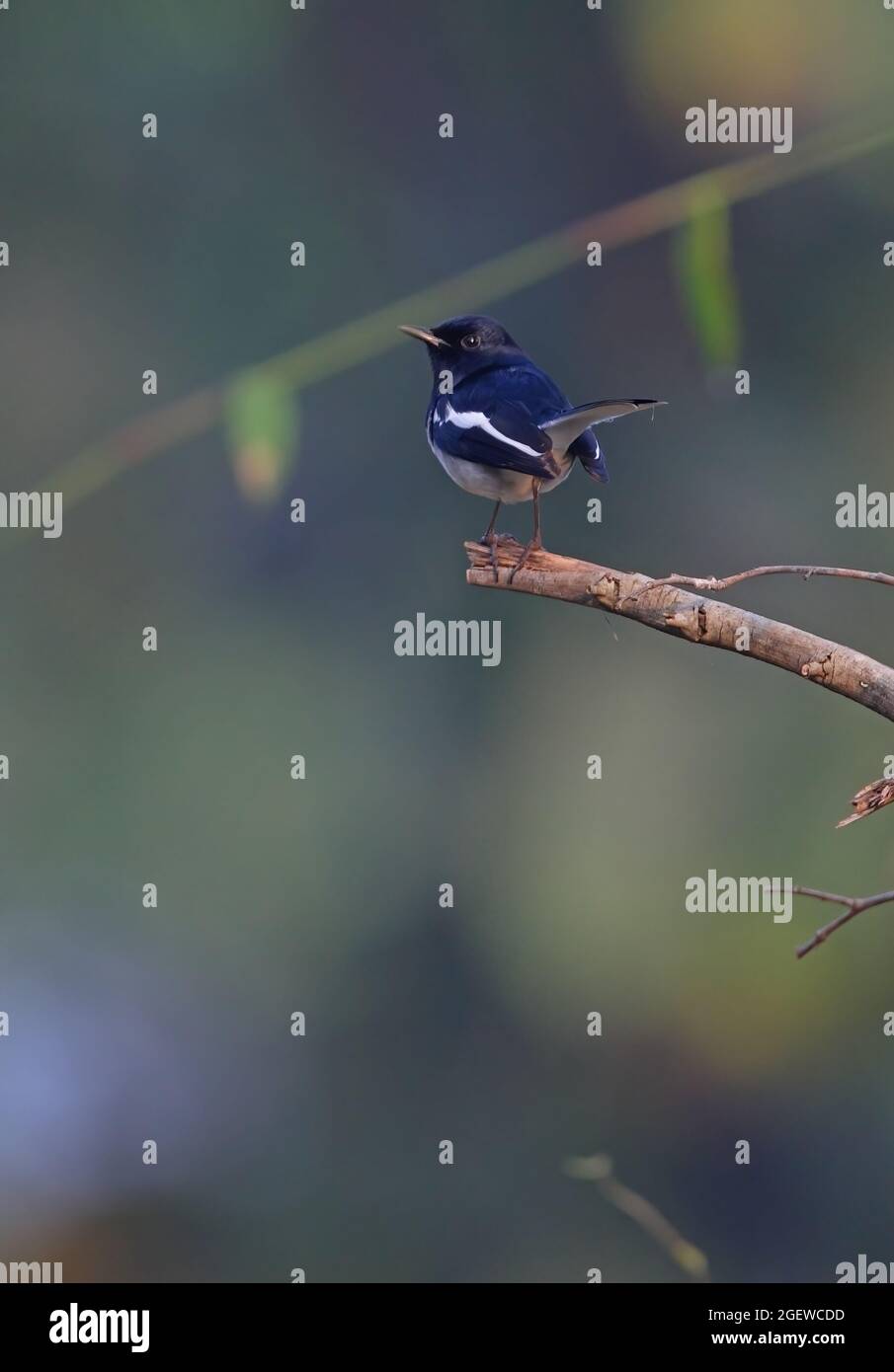 Oriental Magpie-robin (Copsychus saularis) adult male perched on dead branch northern Thailand     November Stock Photo