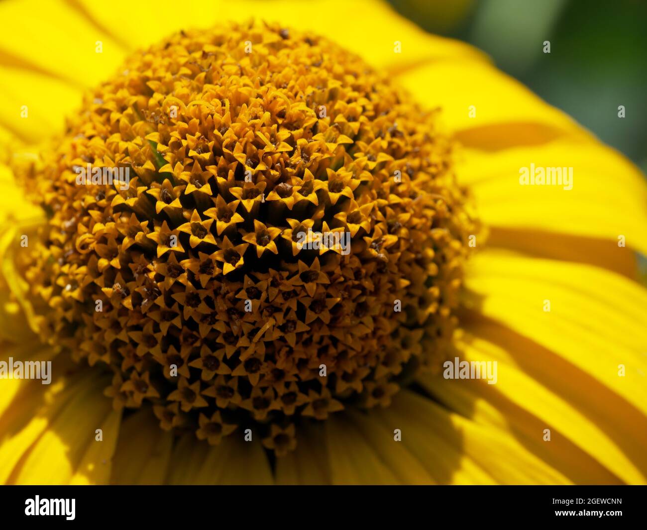 Center of the yellow flower, close-up. Tithonia diversifolia is a species of flowering plant that is commonly known as the tree marigold, Mexican tour Stock Photo
