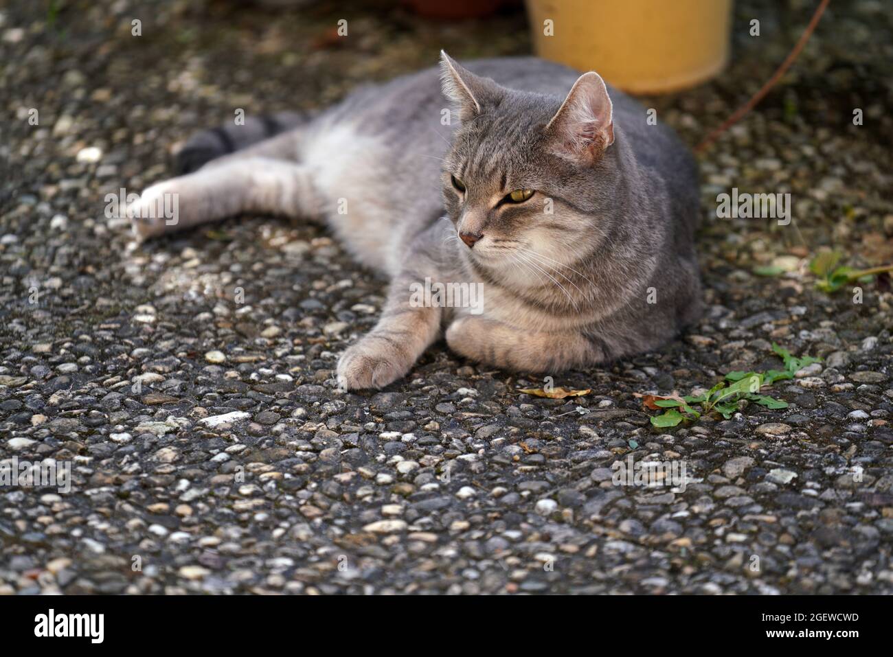 Cute cat lying on the ground Stock Photo - Alamy