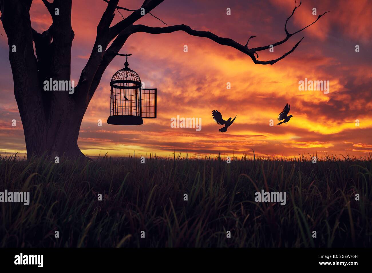 Dove birds escaping or released free from cage, hanging on a tree at
