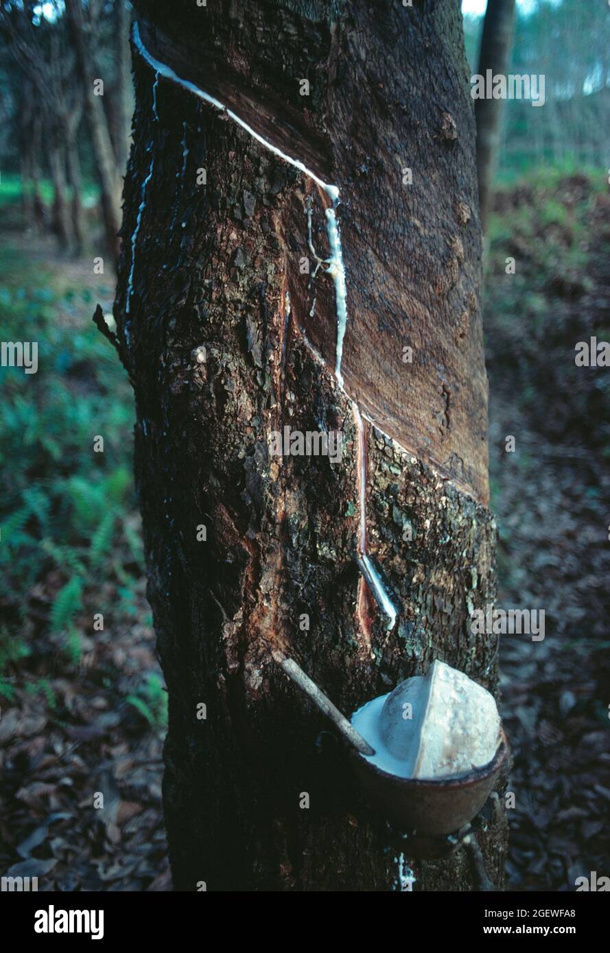 West Malaysia. Agriculture. Rubber collection. Stock Photo