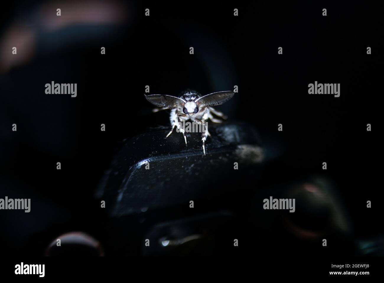Midge Crawling on Lymantria Monacha's Left Antenna Stock Photo