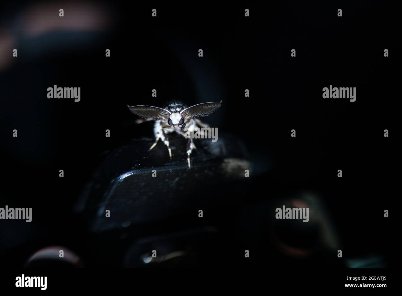 Midge Crawling on Lymantria Monacha's Eye Stock Photo