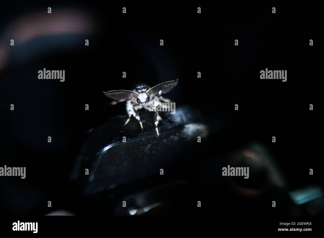 Midge Crawling on Lymantria Monacha's Right Antenna Stock Photo