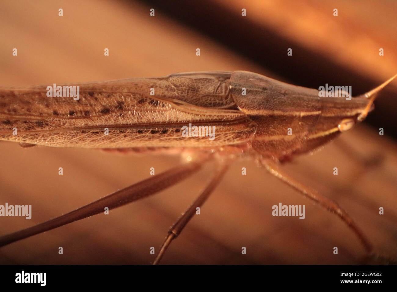 Here is a close up of a rare brown Katydid enjoying the warm summer sun, on a freshly stained deck. Stock Photo