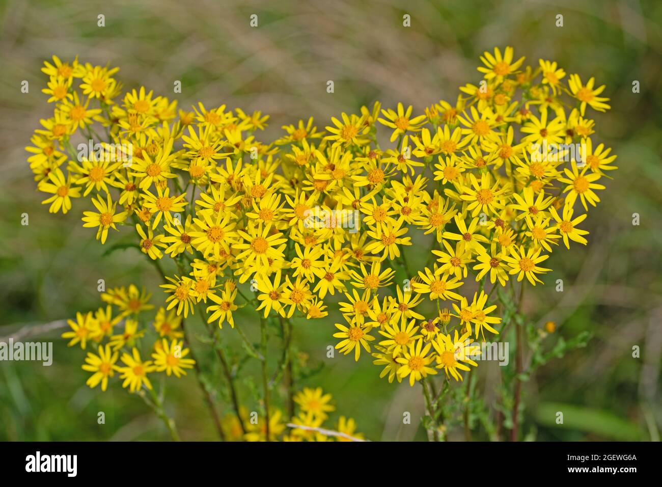 Flowering ragwort, Senecio jacobaea, in summer Stock Photo