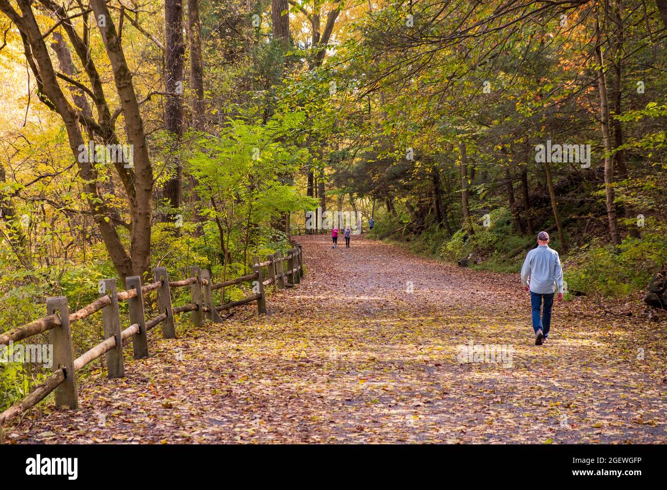 Man walking in Wissahickon Creek Valley Park in fall on Forbidden Drive, Philadelphia, Pennsylvania, USA Stock Photo