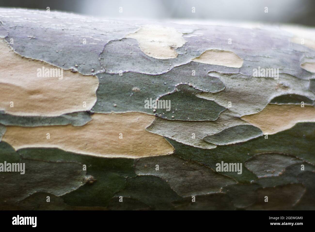 Closeup of a wooden stump texture in army color Stock Photo