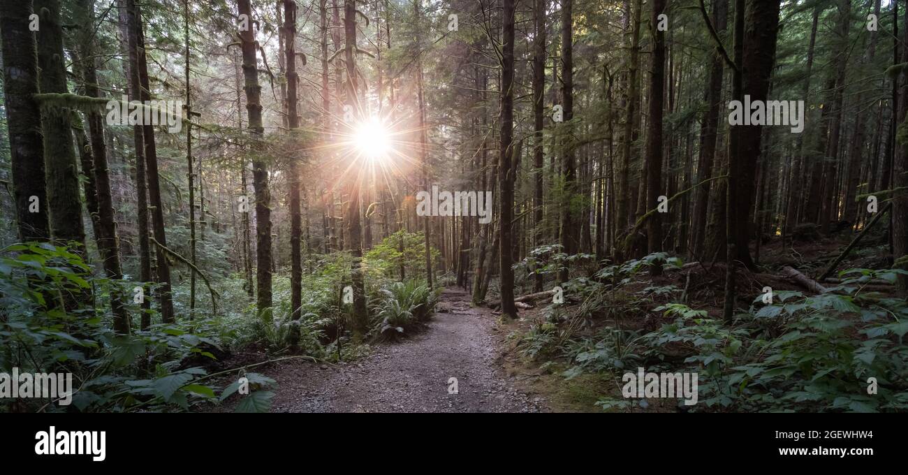 Hiking Path to Mystic Beach in the Vibrant Rainforest Stock Photo - Alamy
