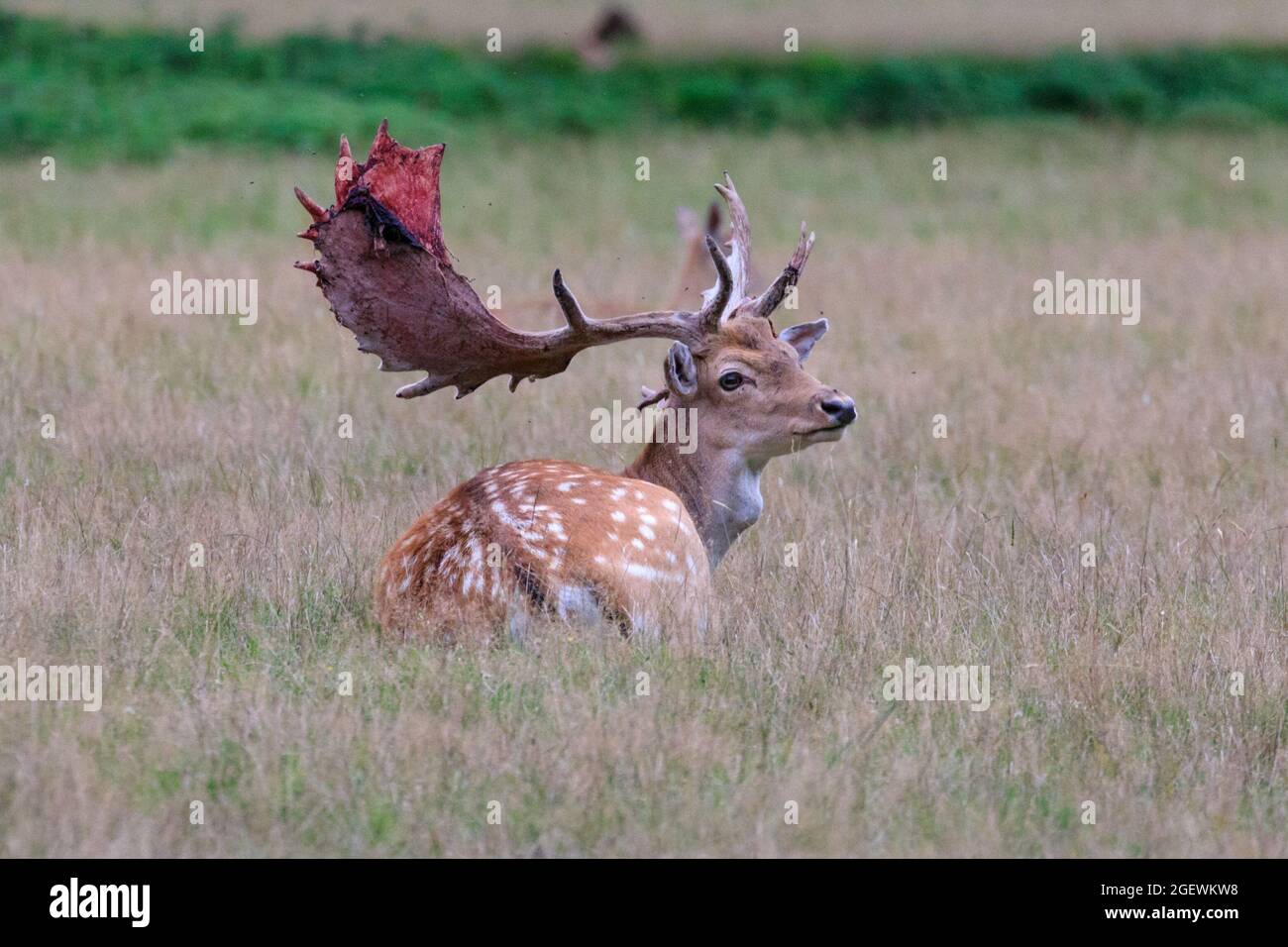 Do deer lose their antlers every year deals