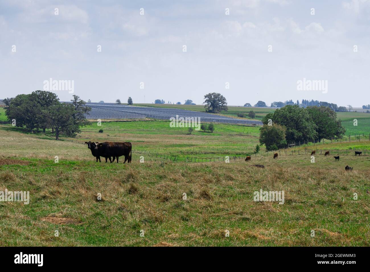 Cows grazing in a pasture with a solar farm  in the background Stock Photo