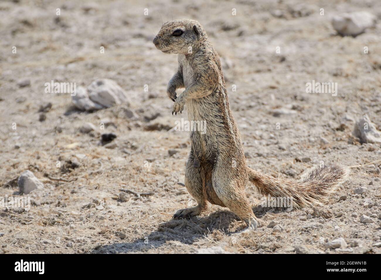 Cape ground squirrel or South African ground squirrel (Xerus inauris) in Namibia, Africa. Stock Photo