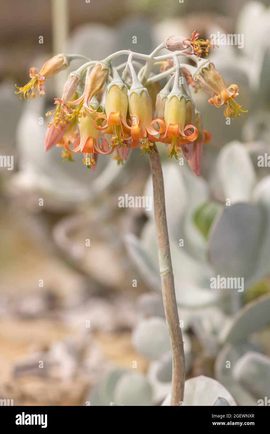 Close up of pigs ear (cotyledon orbiculata) flowers in bloom Stock