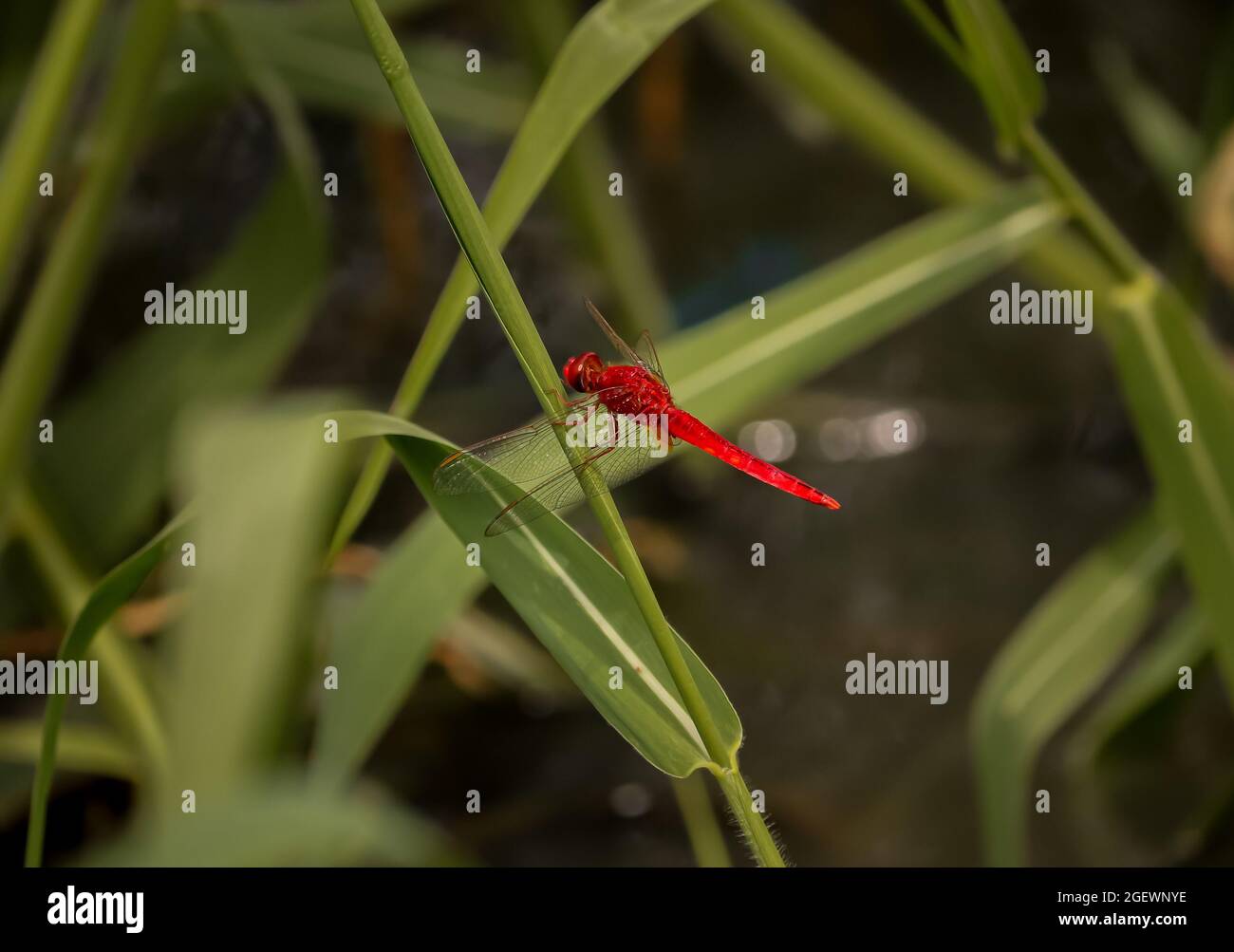 Selective focus shot of a red dragonfly perched on the grass Stock ...