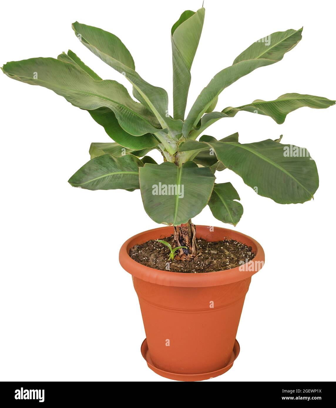 Dwarf cavendish banana tree in the pot isolated on white background