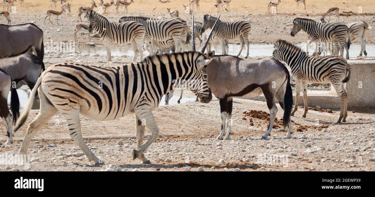 Safari and wildlife banner with a herd of Plains zebras, Impalas and Oryx antelope at a waterhole in Etosha, Namibia, Africa. Stock Photo
