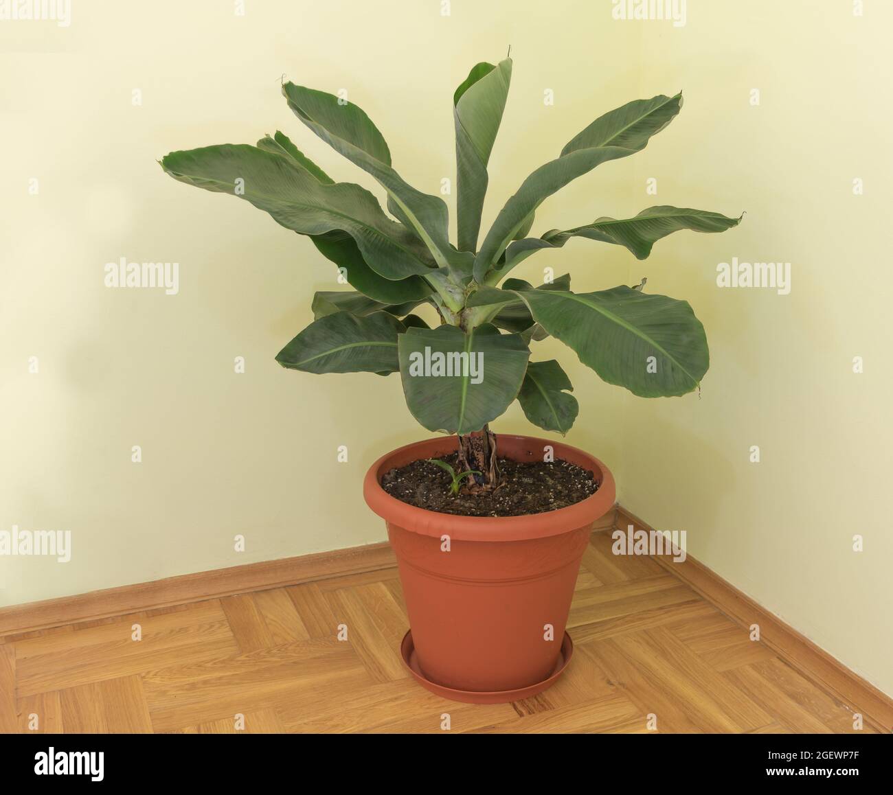 Dwarf cavendish banana tree in the pot growing inside Stock Photo Alamy