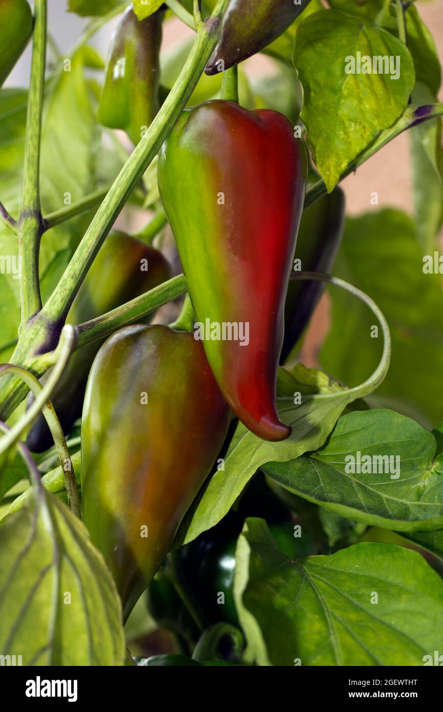 Capsicum fruits, paprika Stock Photo Alamy