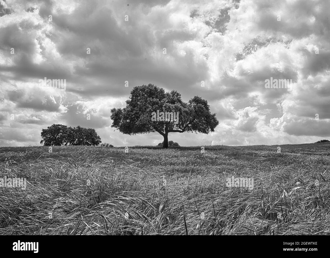 Grayscale shot of a tree in the middle of a field under a cloudy Stock ...