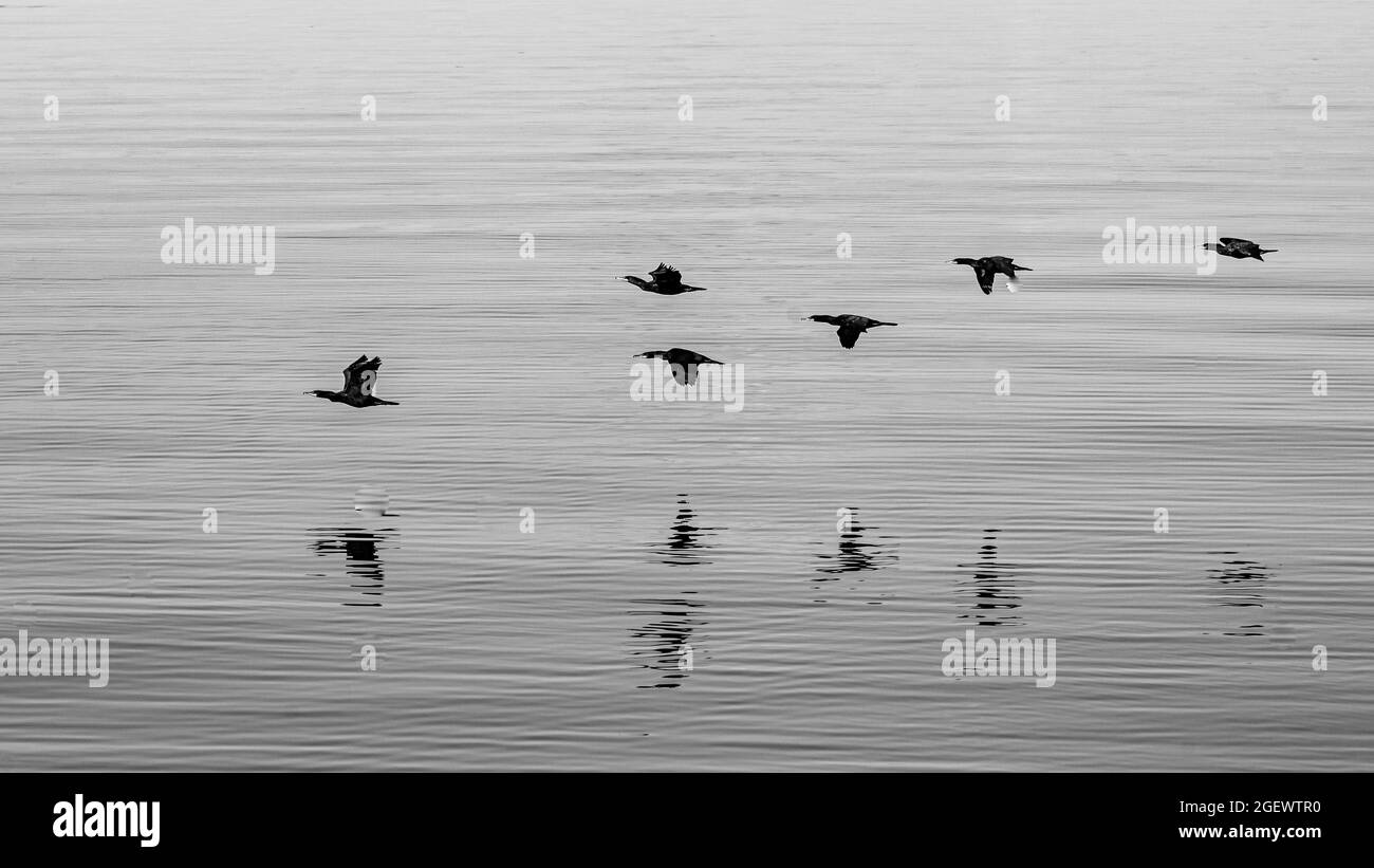 Tadoussac, Canada - July 23 2021: Birds flying on the Saguenay river near the estuary of St-Laurence River Stock Photo