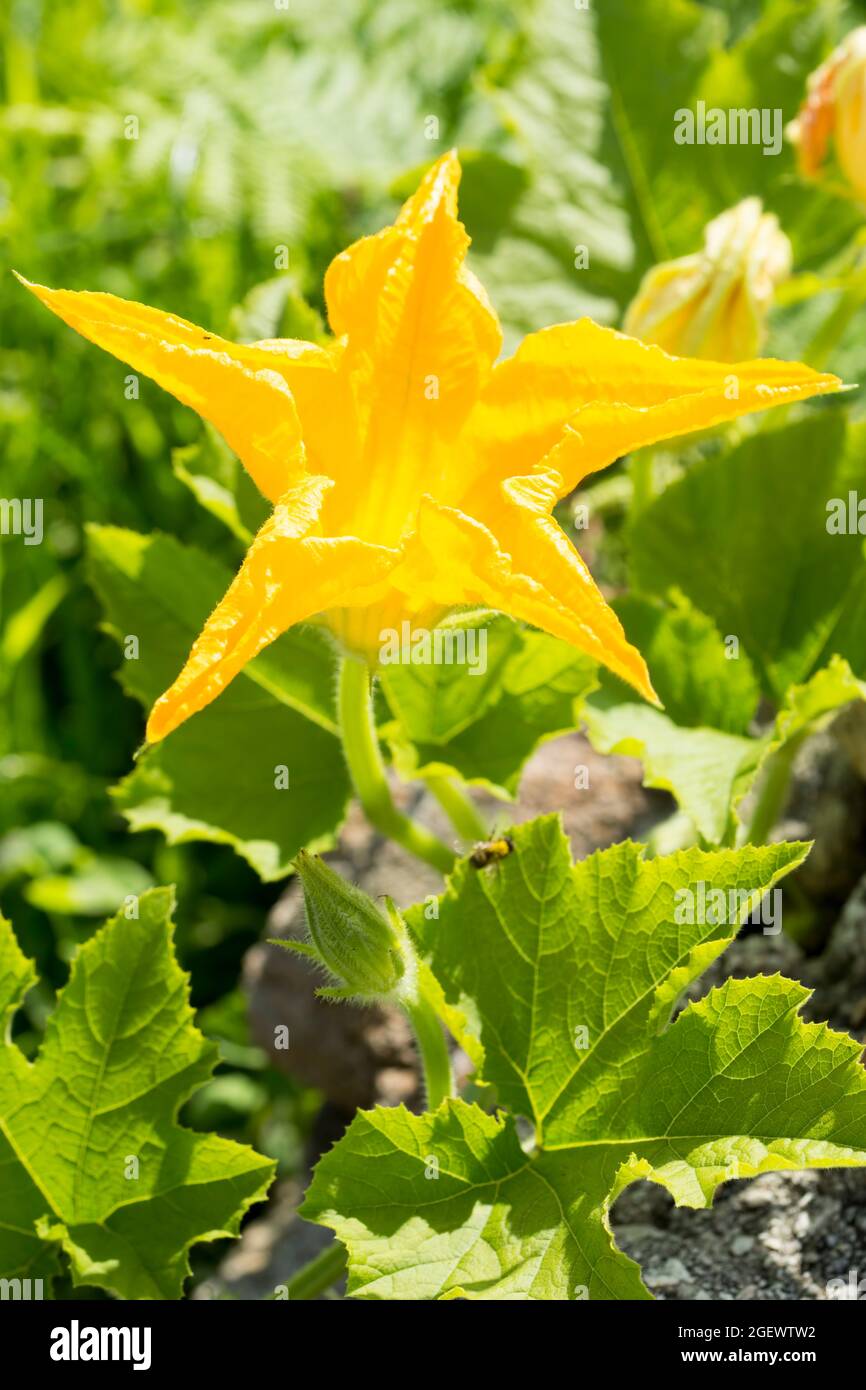 Edible courgette flowers on the field, summer Stock Photo Alamy