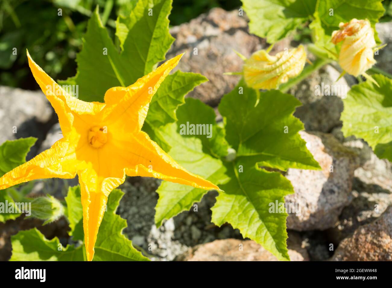 Edible courgette flowers on the field, summer Stock Photo Alamy