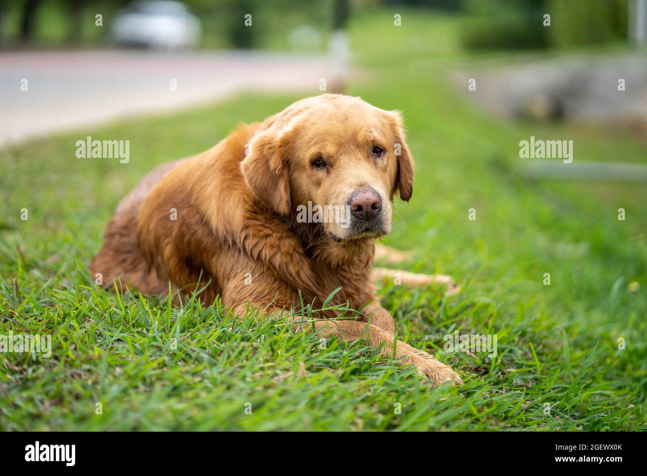 Cute golden retriever lying on the grass Stock Photo - Alamy