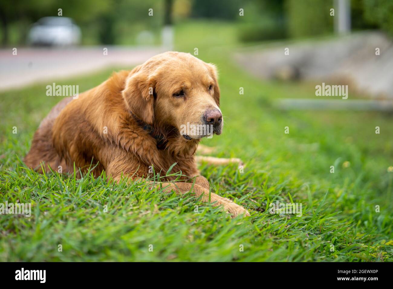 Cute golden retriever lying on the grass Stock Photo - Alamy