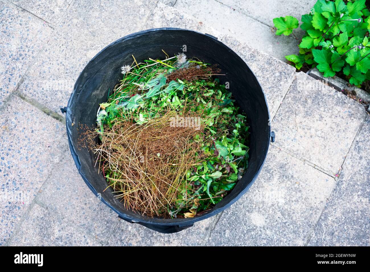 Garden waste collection collapsable bag in garden Stock Photo Alamy
