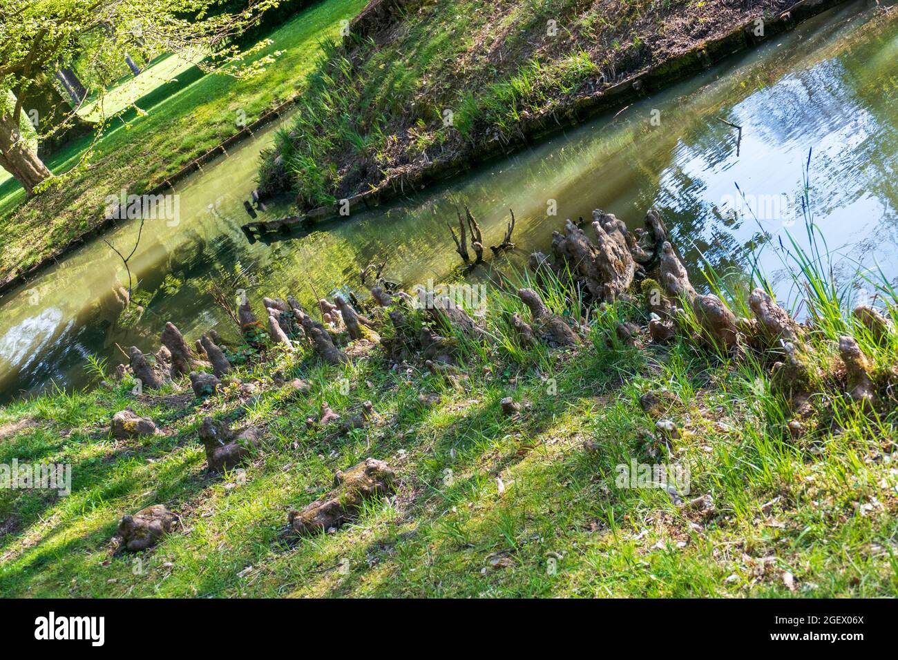 Baumwurzeln  am See sehen aus wie Elfen oder Droll Zuhause Stock Photo