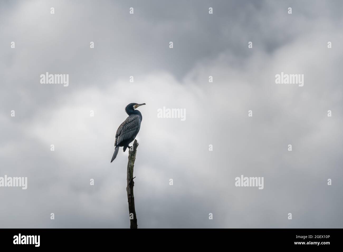 Great cormorant seated on high viewpoint, it's black plumage contrasting with the clouded sky. Side view, orientation landscape. Elsloo woods (Elslooë Stock Photo