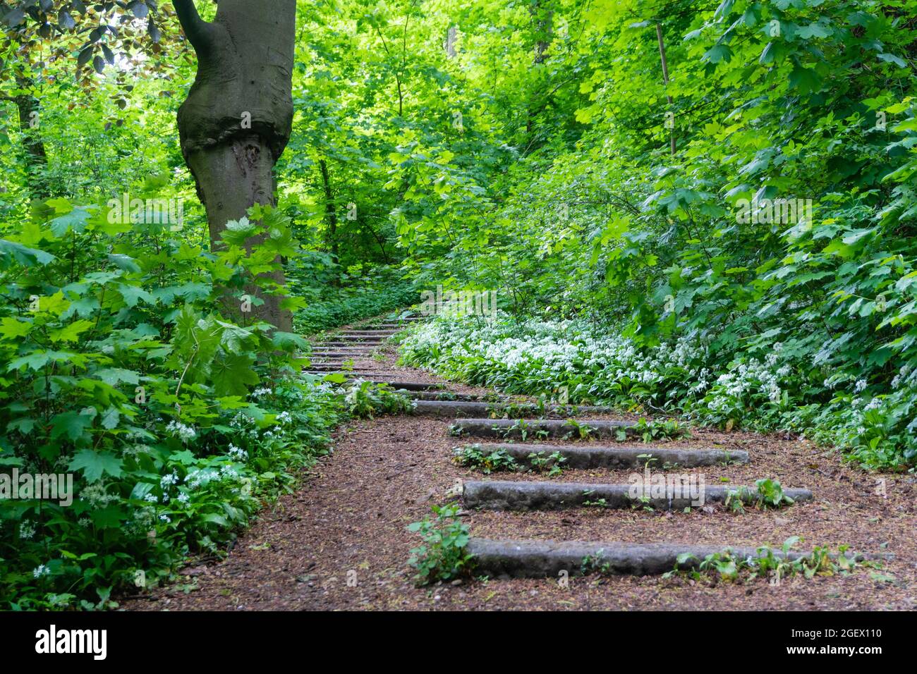 Curved hikingpath into the hillside forest with stairs, fringed with flowering wild garlic, in the Elsloër woods (Elsloer bos). Natura 2000, European Stock Photo