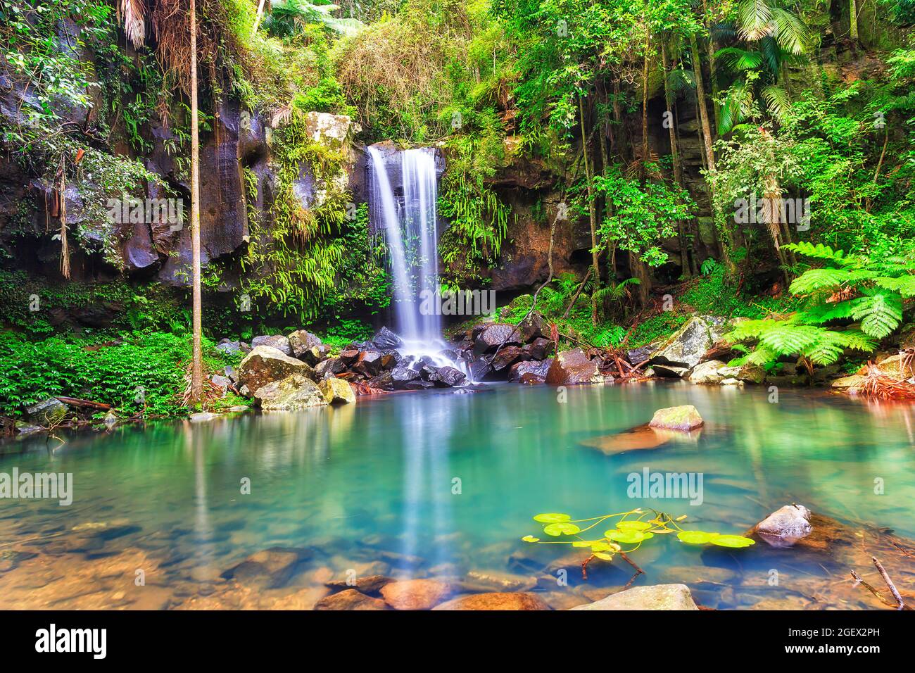 Scenic Mamborine waterfall in evergreen lush rainforest of Quensland Gold Coast, Australia. Stock Photo