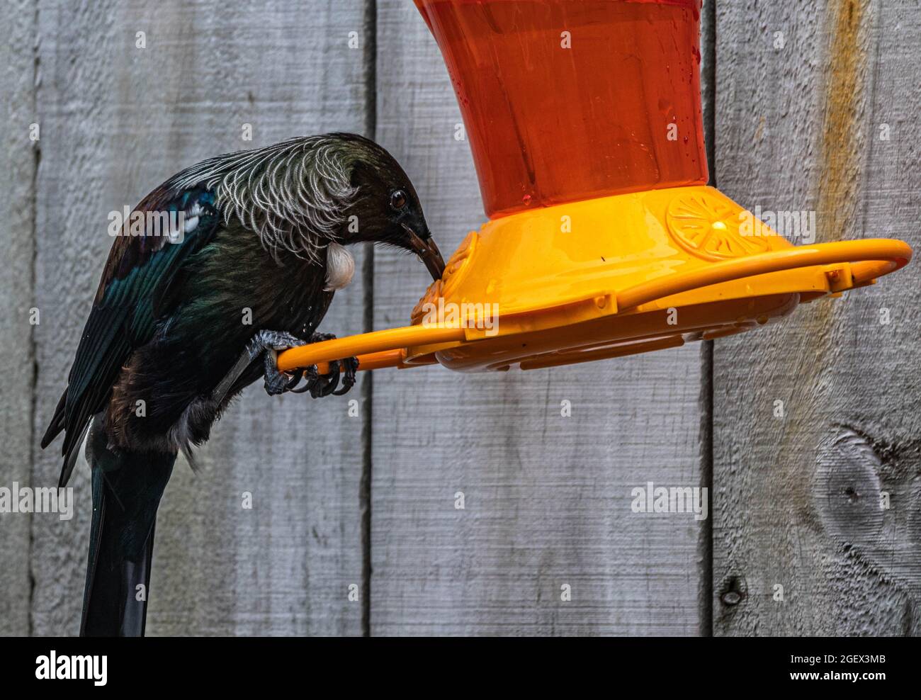 New Zealand Tui on garden feeder Stock Photo Alamy