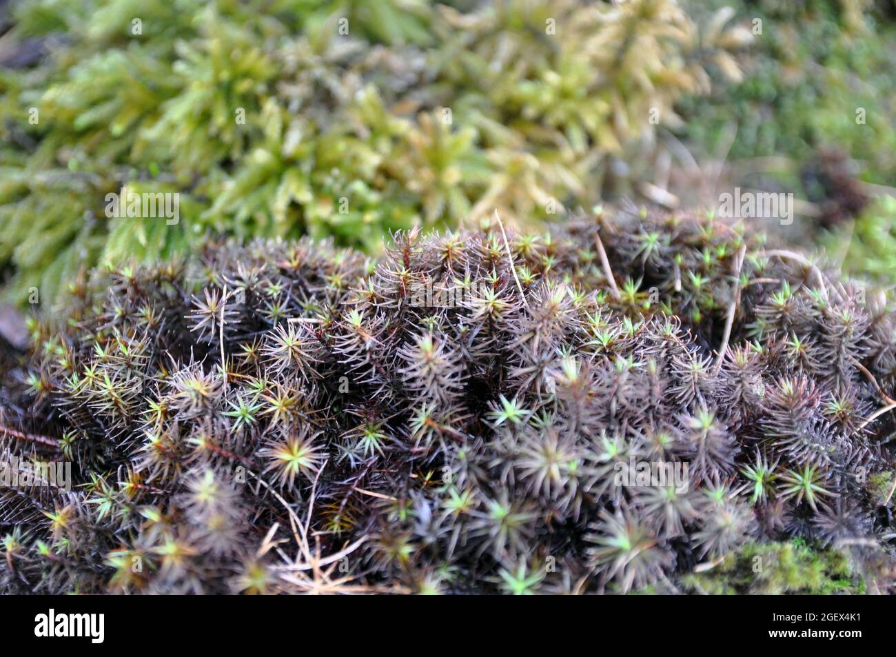 Cap moss (Polytrichum piliferum) in early spring. Wildlife variety Stock Photo