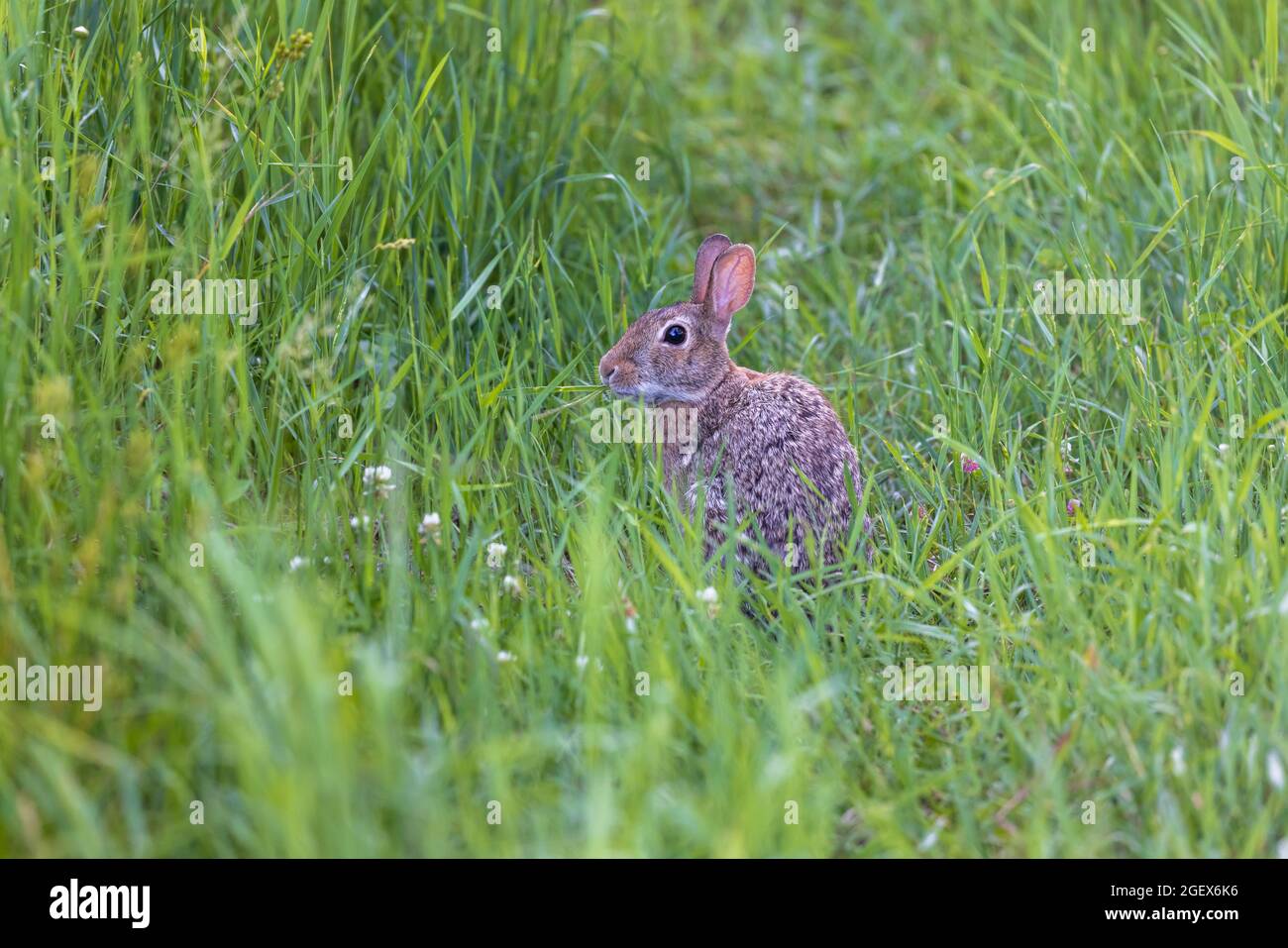 Eastern cottontail rabbit in a northern Wisconsin meadow Stock Photo