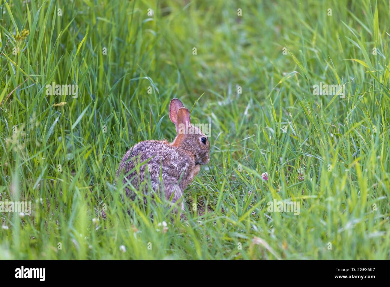 Eastern cottontail rabbit in a northern Wisconsin meadow Stock Photo