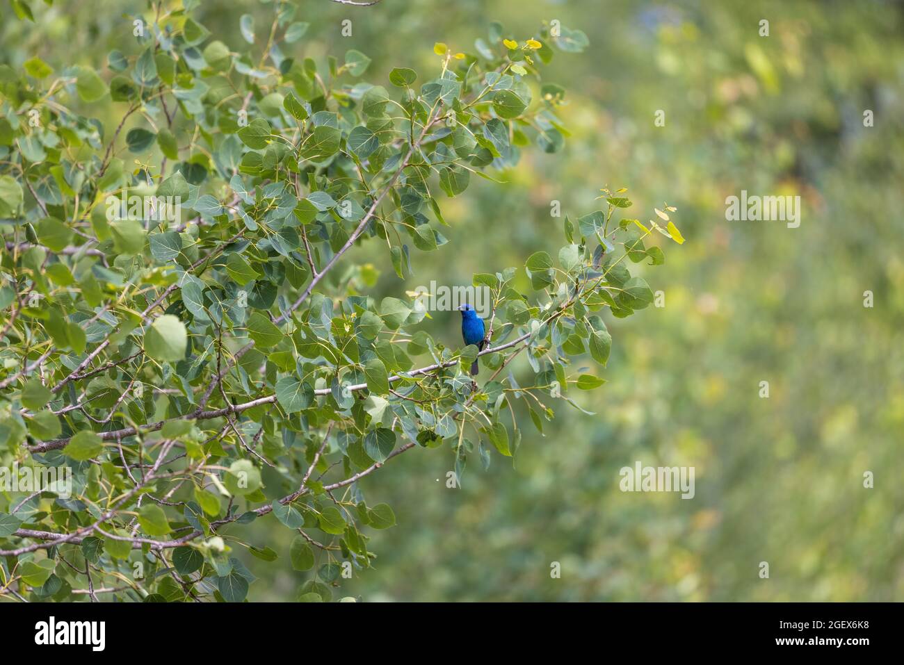 Indigo bunting in northern Wisconsin Stock Photo Alamy