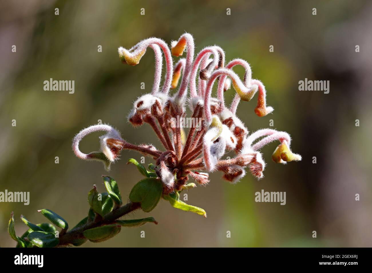 Australian Grey Spider flower plant Stock Photo
