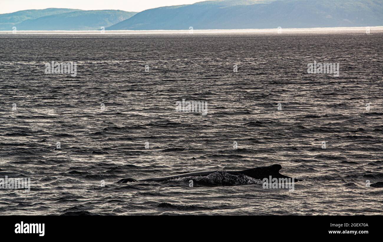North atlantic minke whale hi-res stock photography and images - Alamy