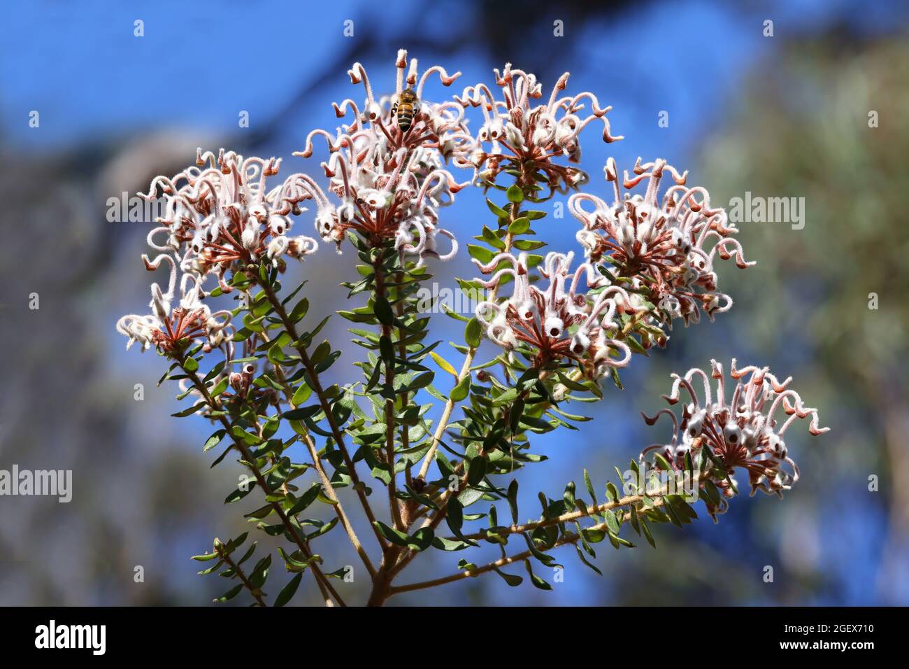 Australian Grey Spider flower plant Stock Photo