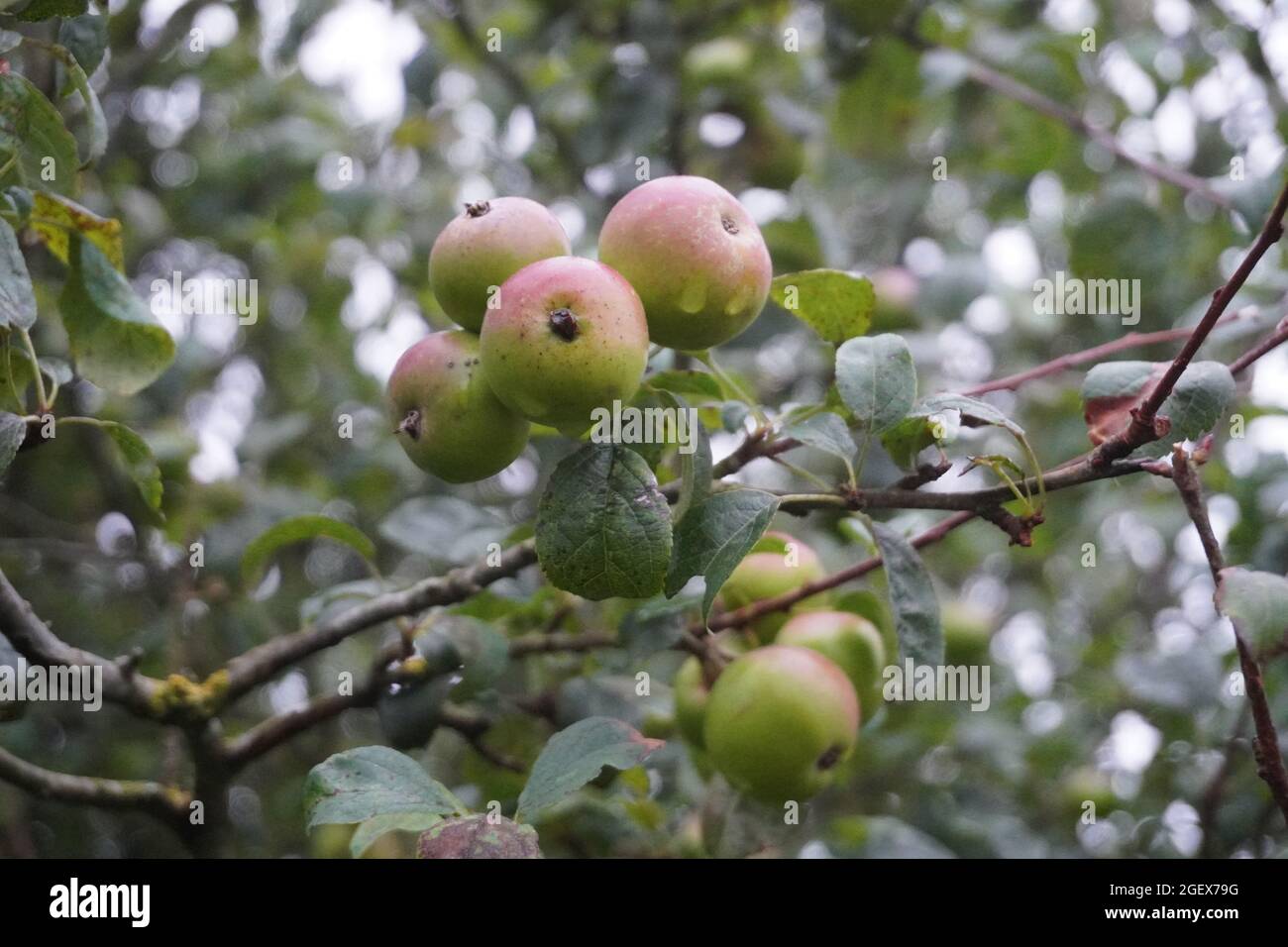 Newton wonder dessert apple hires stock photography and images Alamy