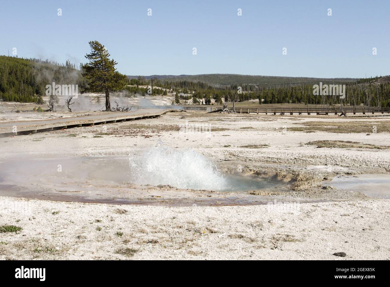 Water splashed up a couple of feet out of a pool of hot water.East Mustard Spring, Biscuit Basin ; Date:  28 April 2015 Stock Photo