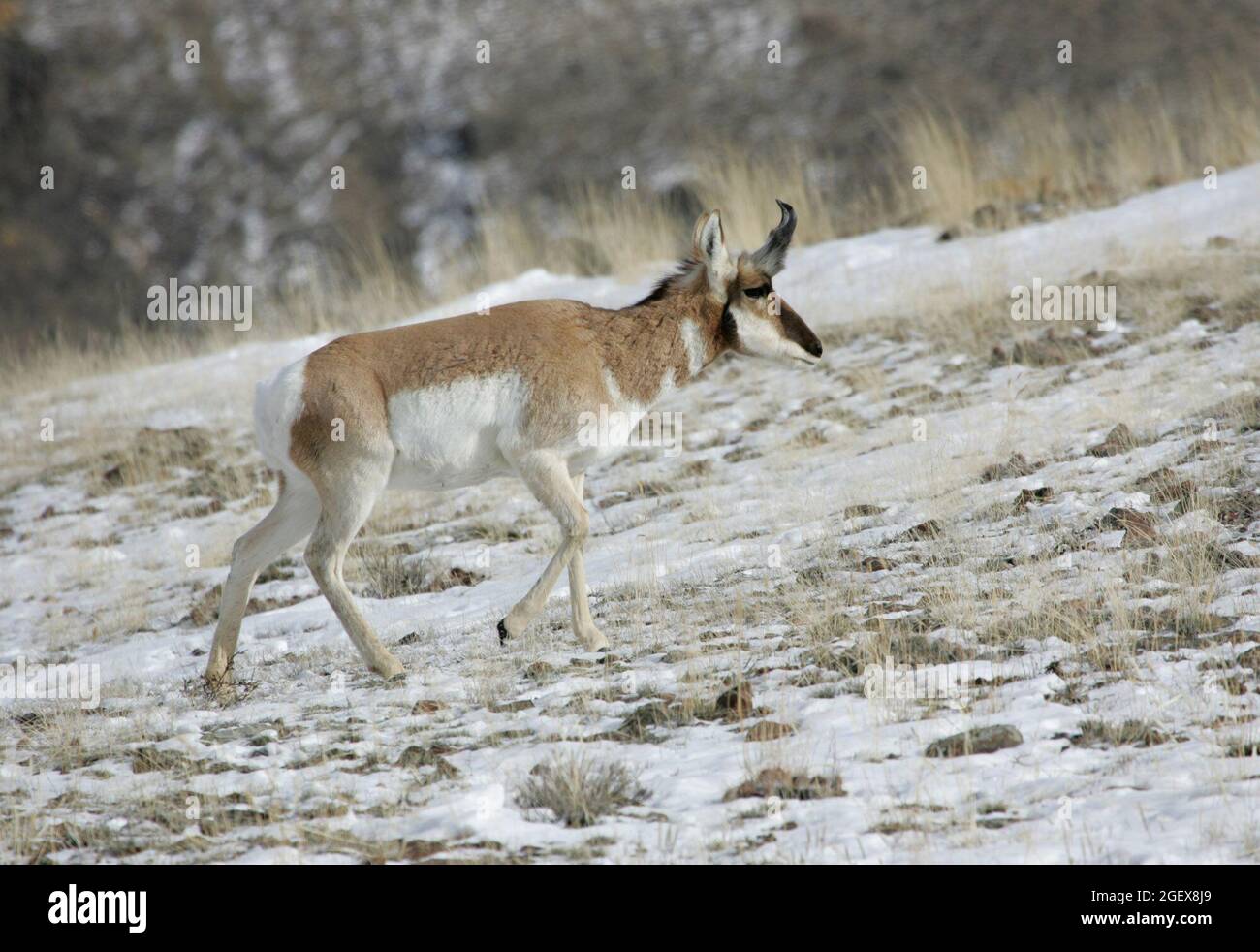 One pronghorn buck walks across a hillside.Buck pronghorn northwest of