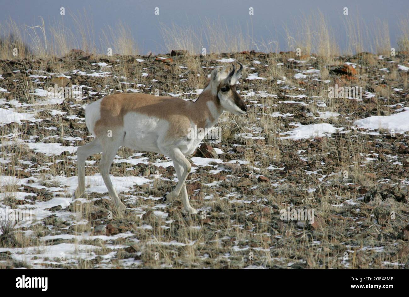 One buck walks across a hillside.Buck pronghorn northwest off Gardiner