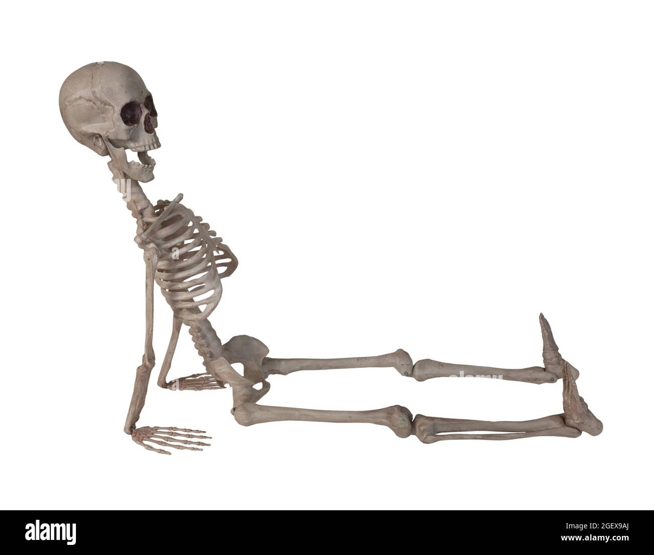 The skeleton leaning back on his hands - path included Stock Photo