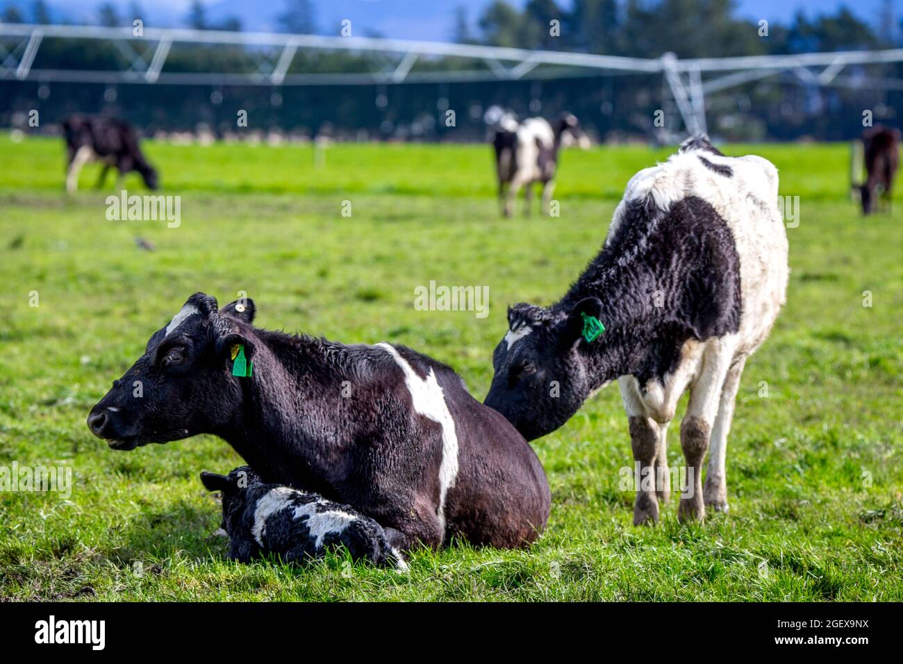 A mother friesian cow rests and protects her newborn calf in a field of pregnant dairy cows, Canterbury, New Zealand Stock Photo