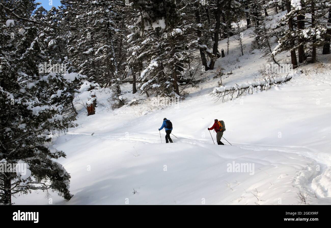 Skiers on Snow Pass Trail ; Date:  18 December 2012 Stock Photo